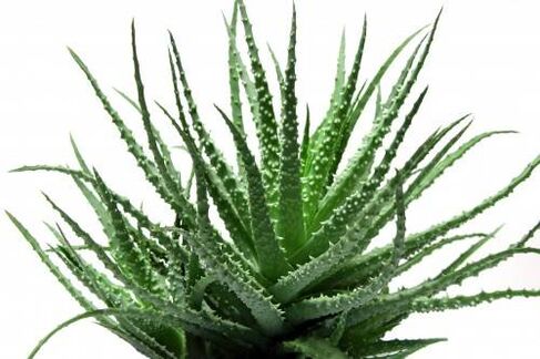 Aloe vera em Men's Defence